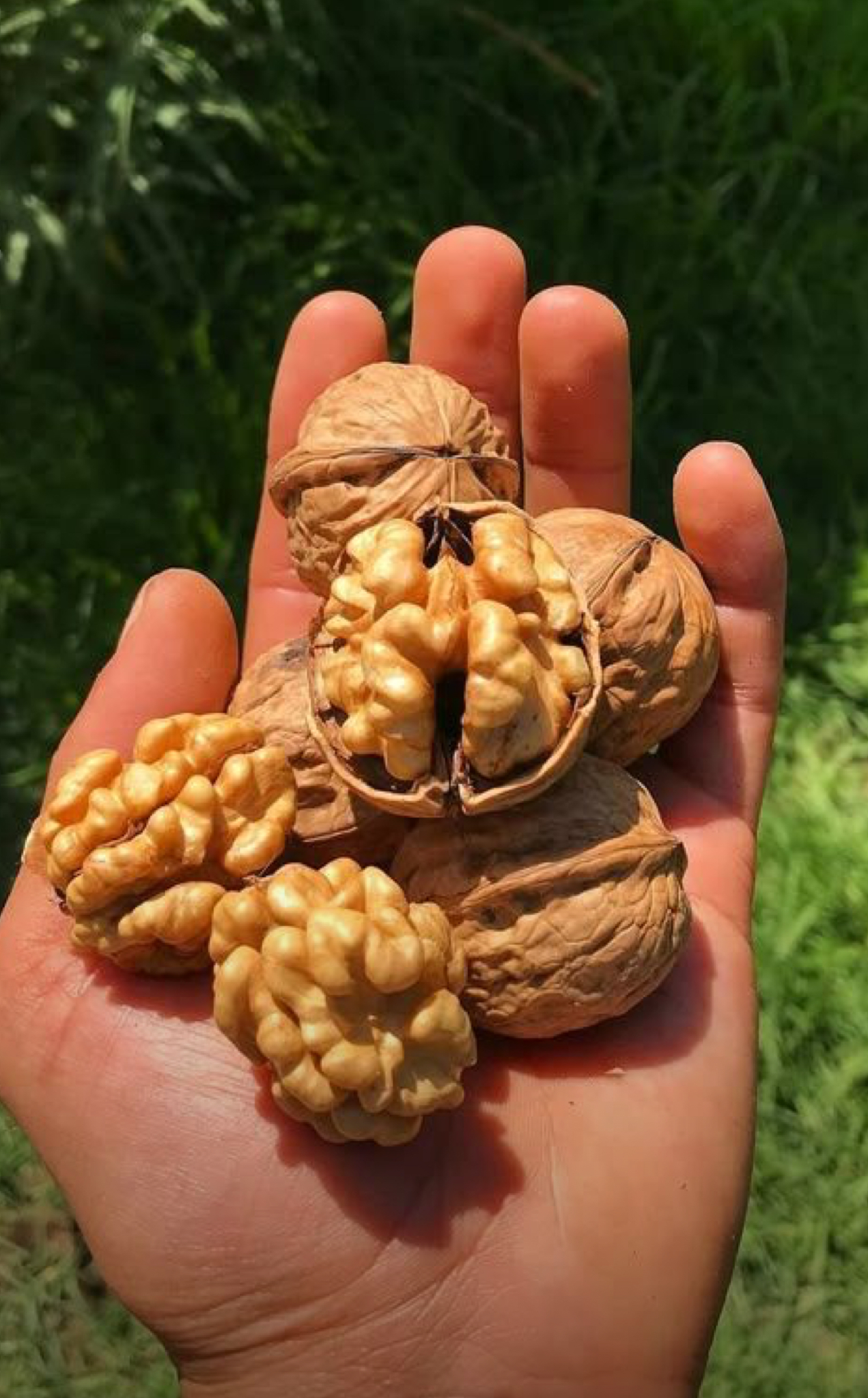 فروش گردو