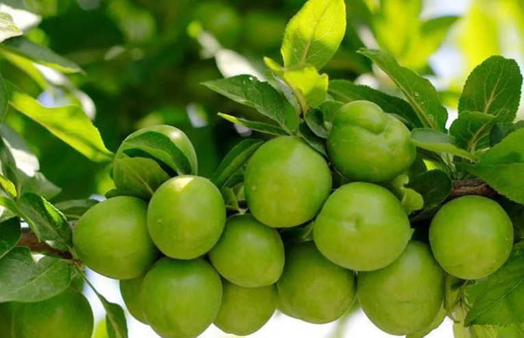فروش آلوچه