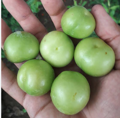 فروش گوجه سبز