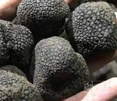 فروش  قارچ  دنبلان