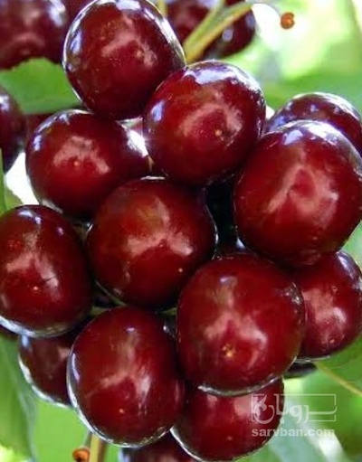 فروش گیلاس