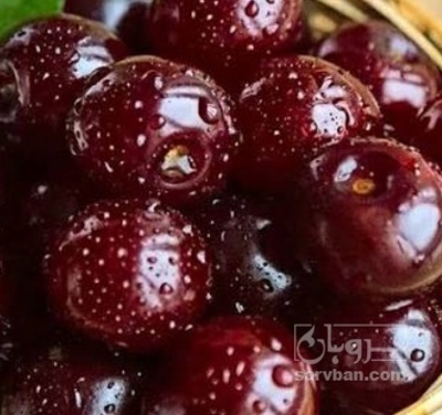 فروش آلبالو