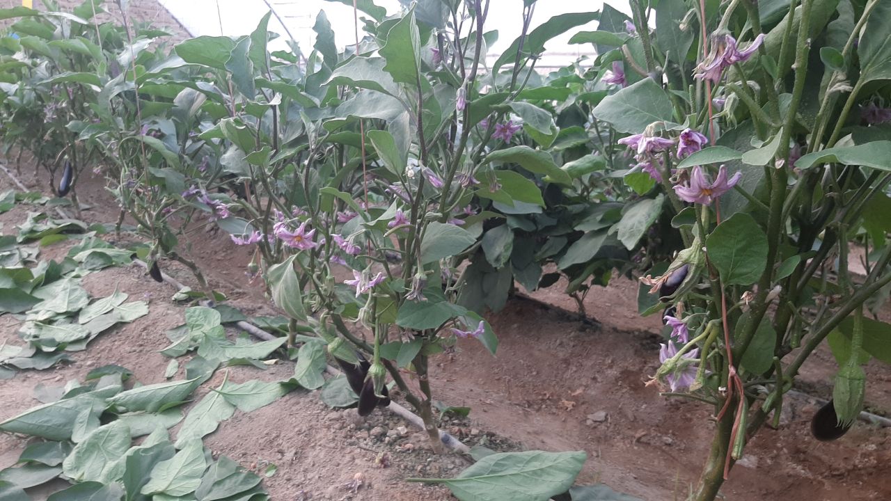 فروش بادمجان