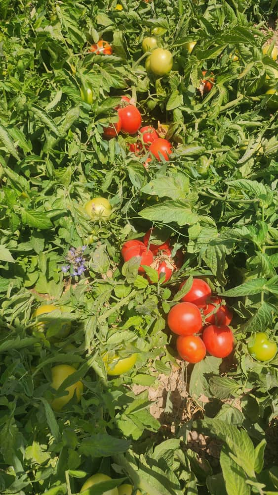 فروش گوجه فرنگی