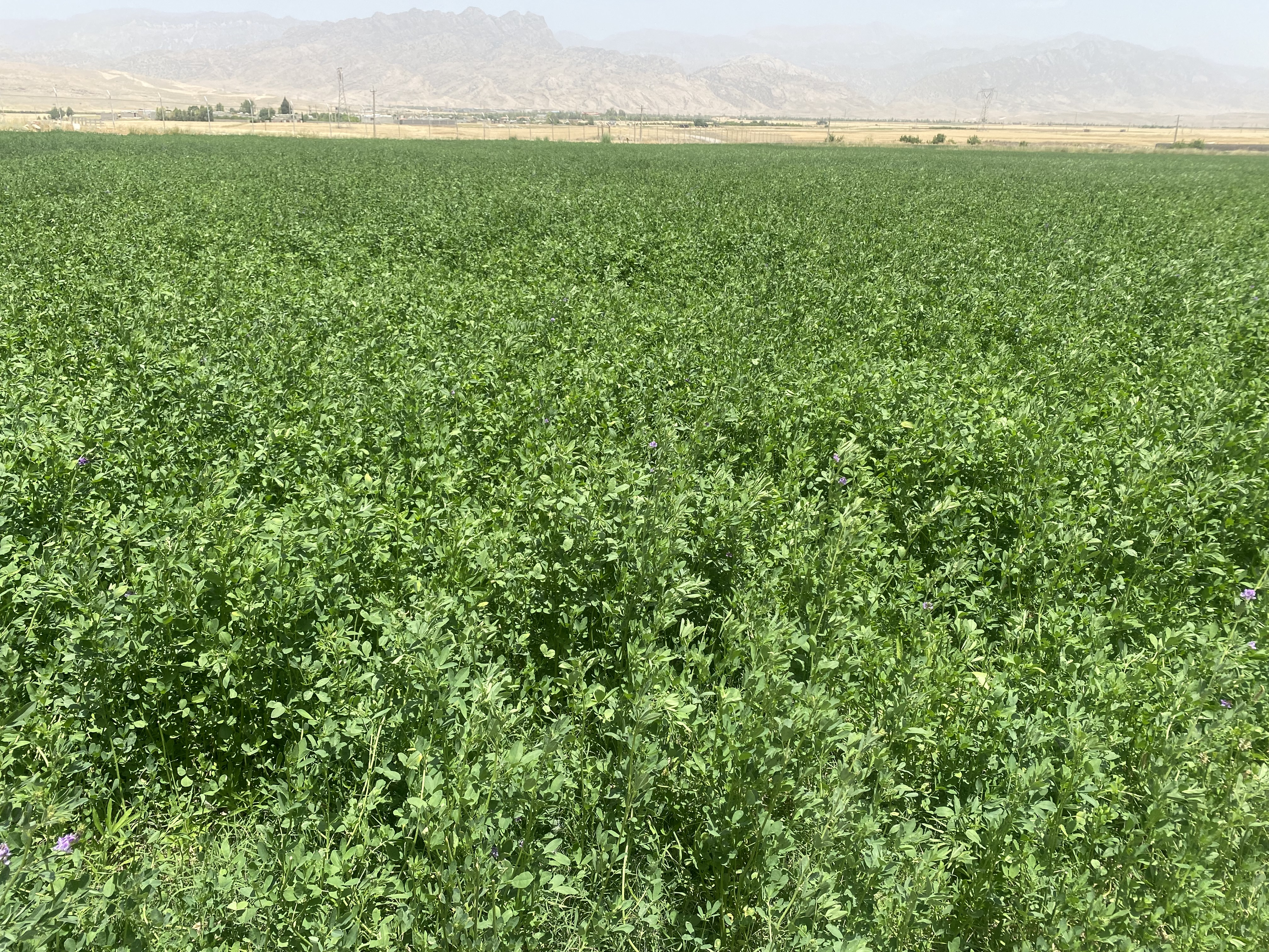 فروش یونجه