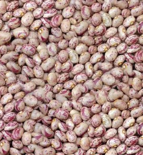 فروش لوبیا چیتی