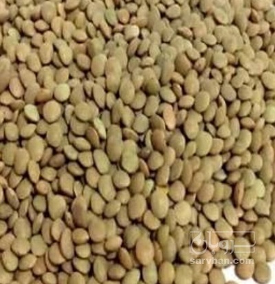 فروش عدس