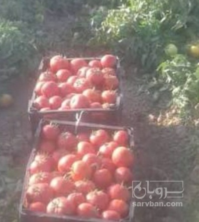 فروش گوجه فرنگی ربی