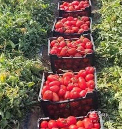 فروش گوجه فرنگی