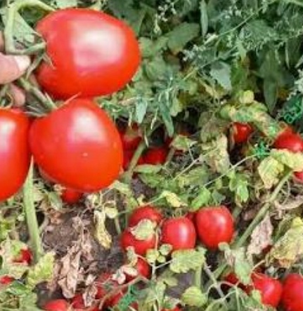 فروش گوجه فرنگی