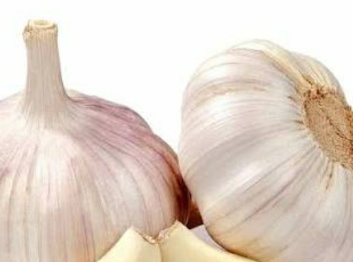 فروش سیر
