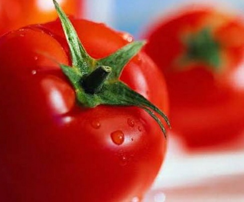 فروش گوجه فرنگی گلخانه