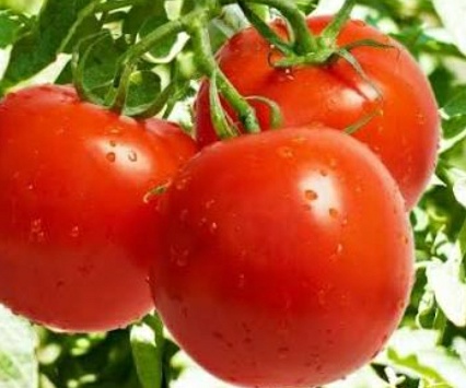 فروش گوجه فرنگی