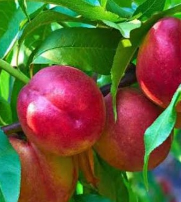 فروش شلیل