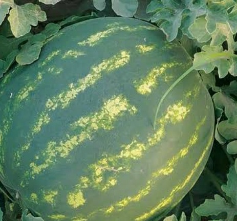 فروش هندوانه