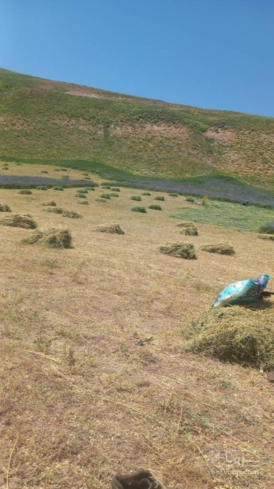 فروش یونجه
