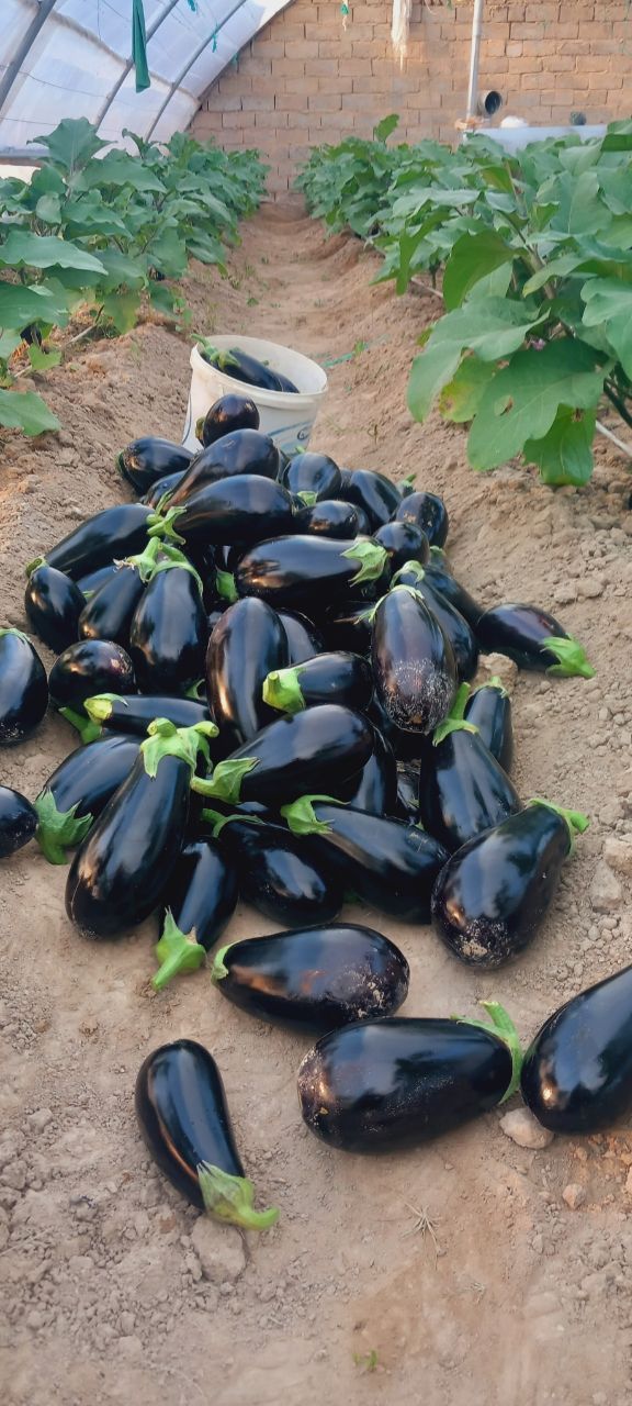 فروش بادمجان