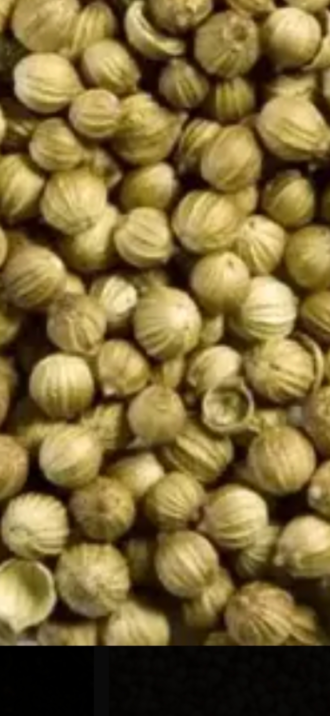 فروش تخم گشنیز (گیاه‌ دارویی)
