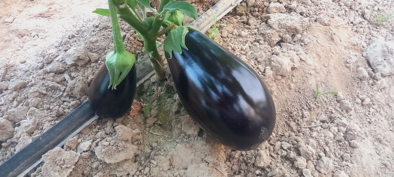 فروش بادمجان