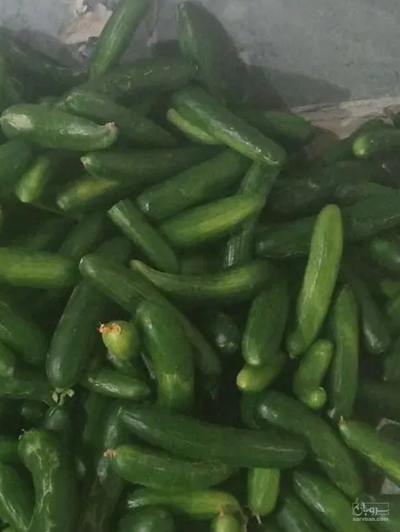 فروش خیار