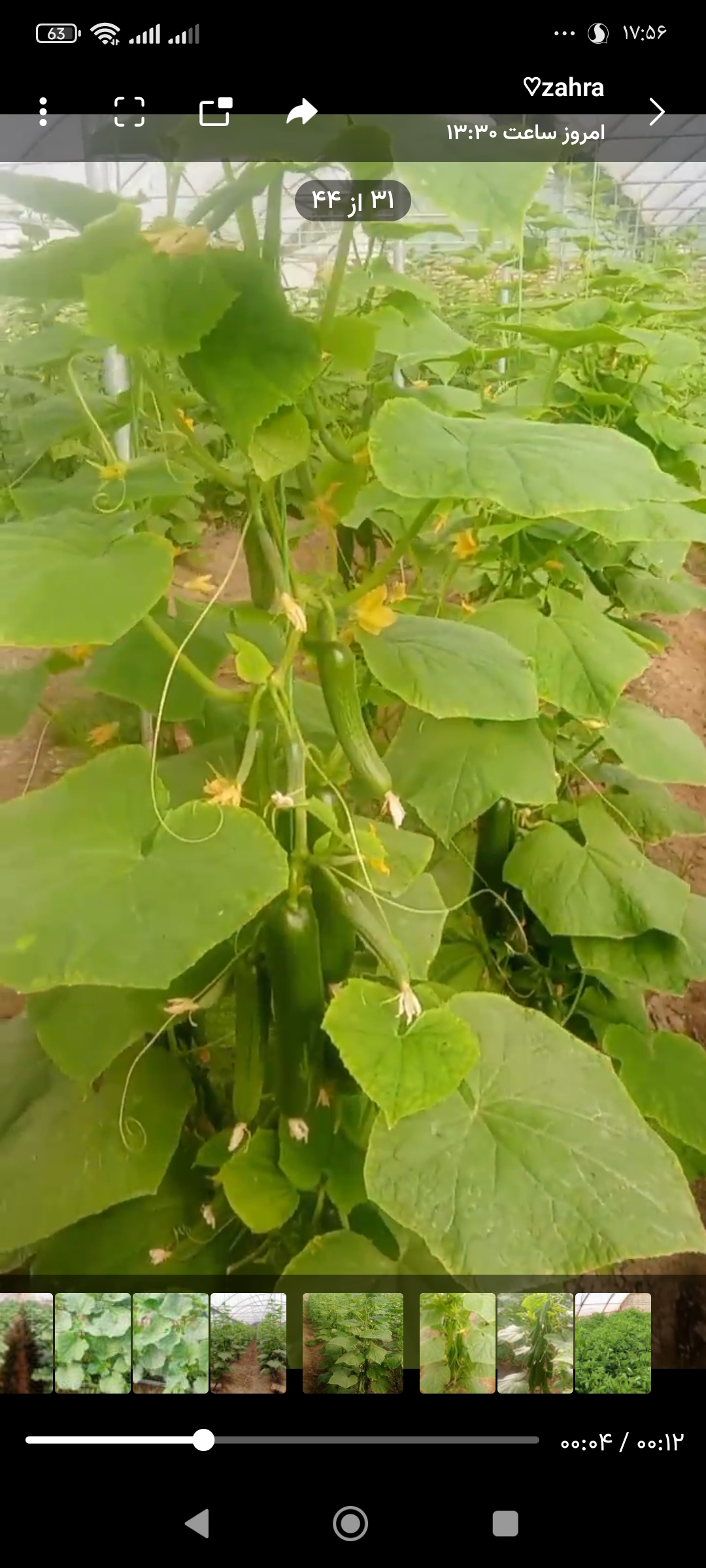 فروش خیار