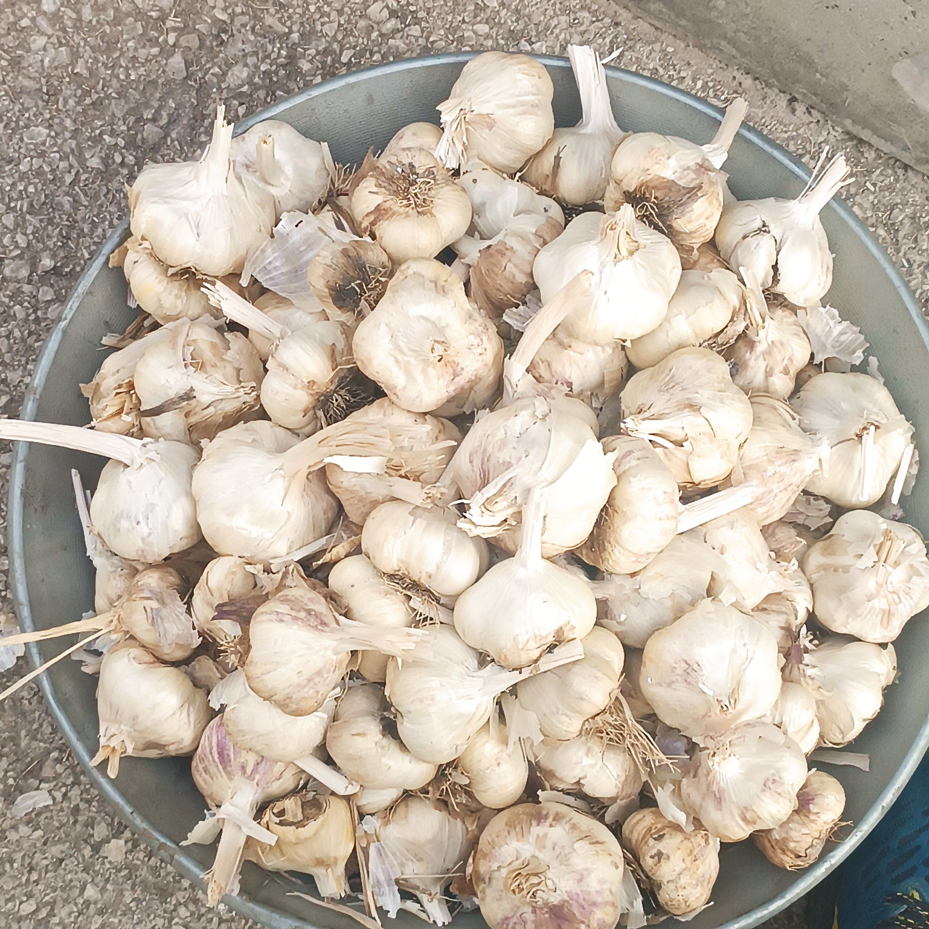 فروش سیر