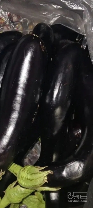 فروش بادمجان