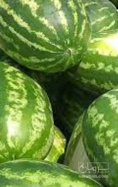 فروش هندوانه بیضی