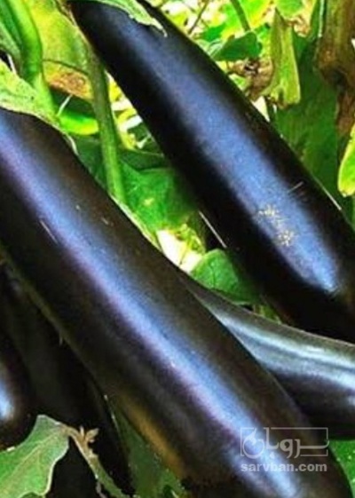 فروش بادمجان