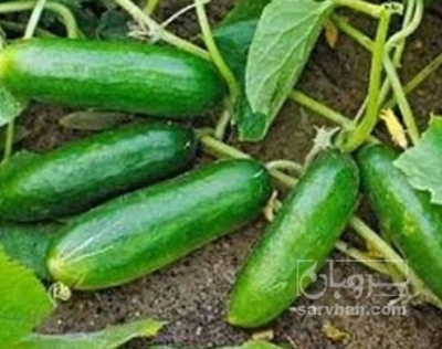 فروش خیار