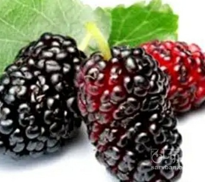 فروش شاتوت