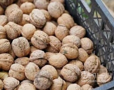 فروش گردو