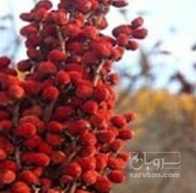 فروش سماق