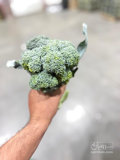 فروش کلم بروکلی