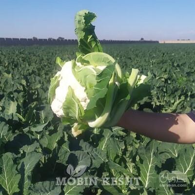 فروش گل کلم
