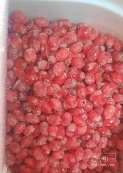 فروش زرشک