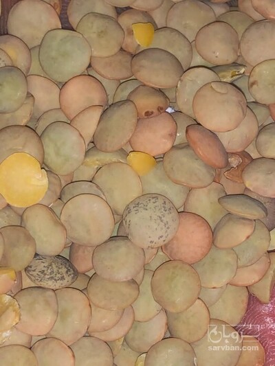 فروش عدس