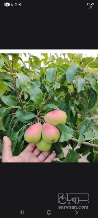 فروش گلابی