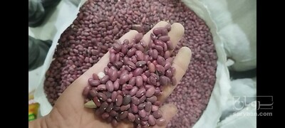 فروش لوبیا قرمز