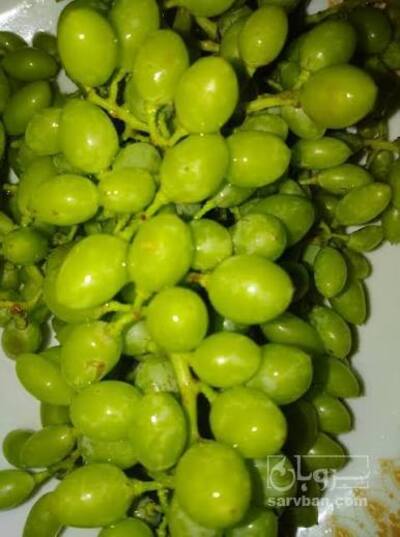 فروش غوره