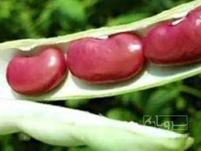 فروش لوبیا قرمز