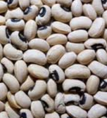 فروش لوبیا چشم بلبلی