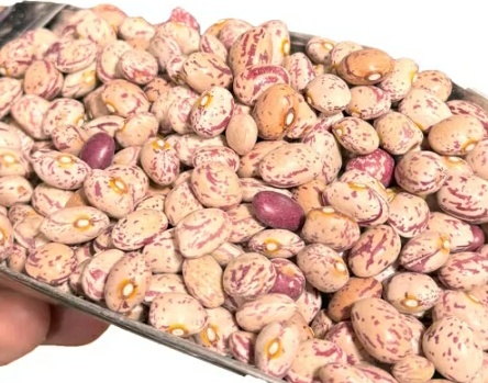 فروش لوبیا چیتی