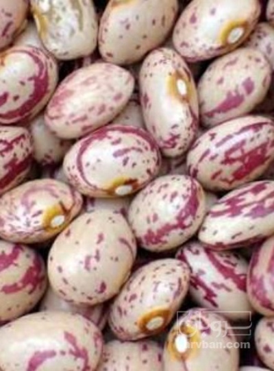 فروش لوبیا چیتی