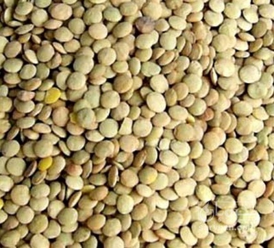 فروش عدس