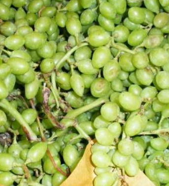 فروش غوره