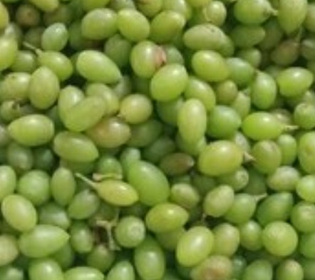 فروش غوره