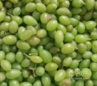 فروش غوره 2