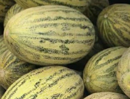 فروش خربزه تاشکن
