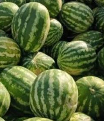 فروش هندوانه